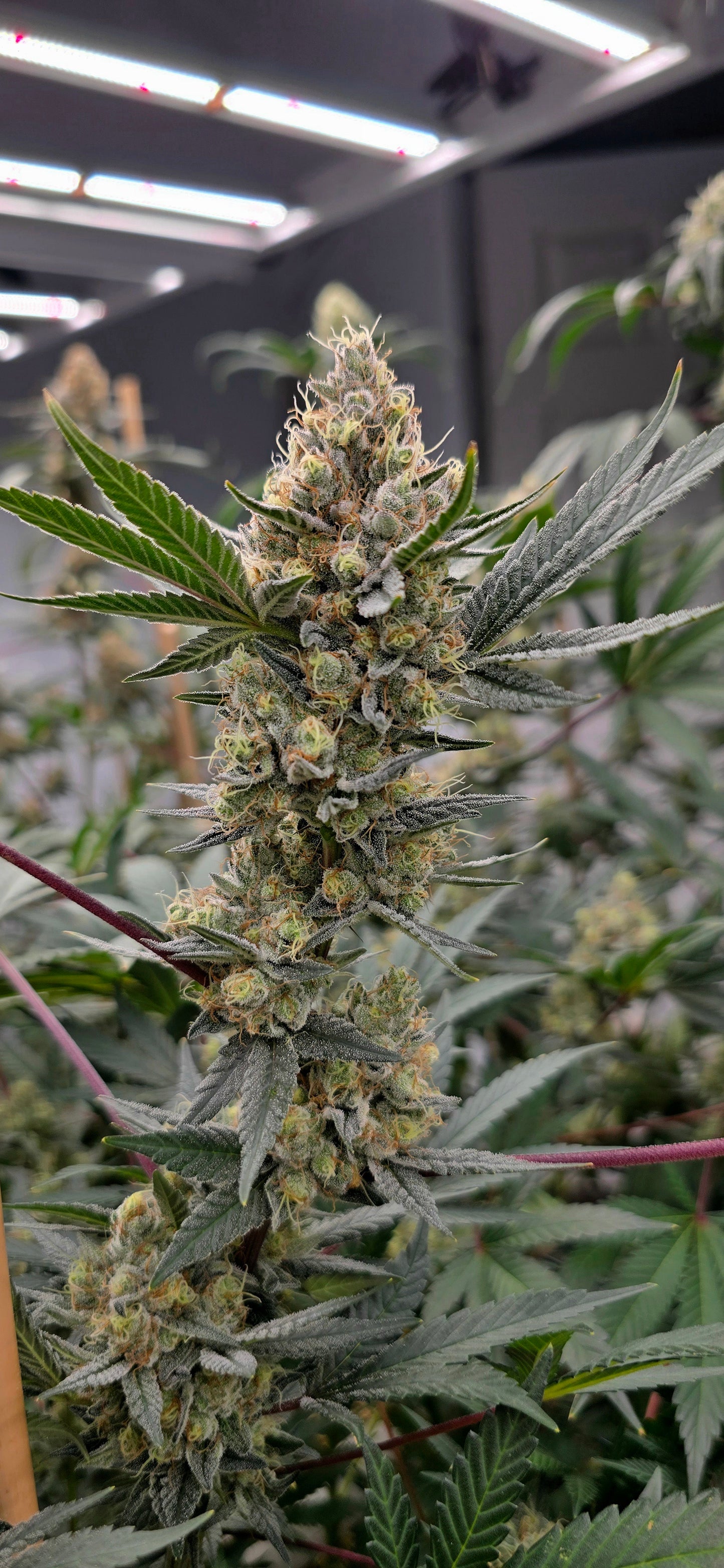 Chemical Moons - Preserved from exceptional gardens