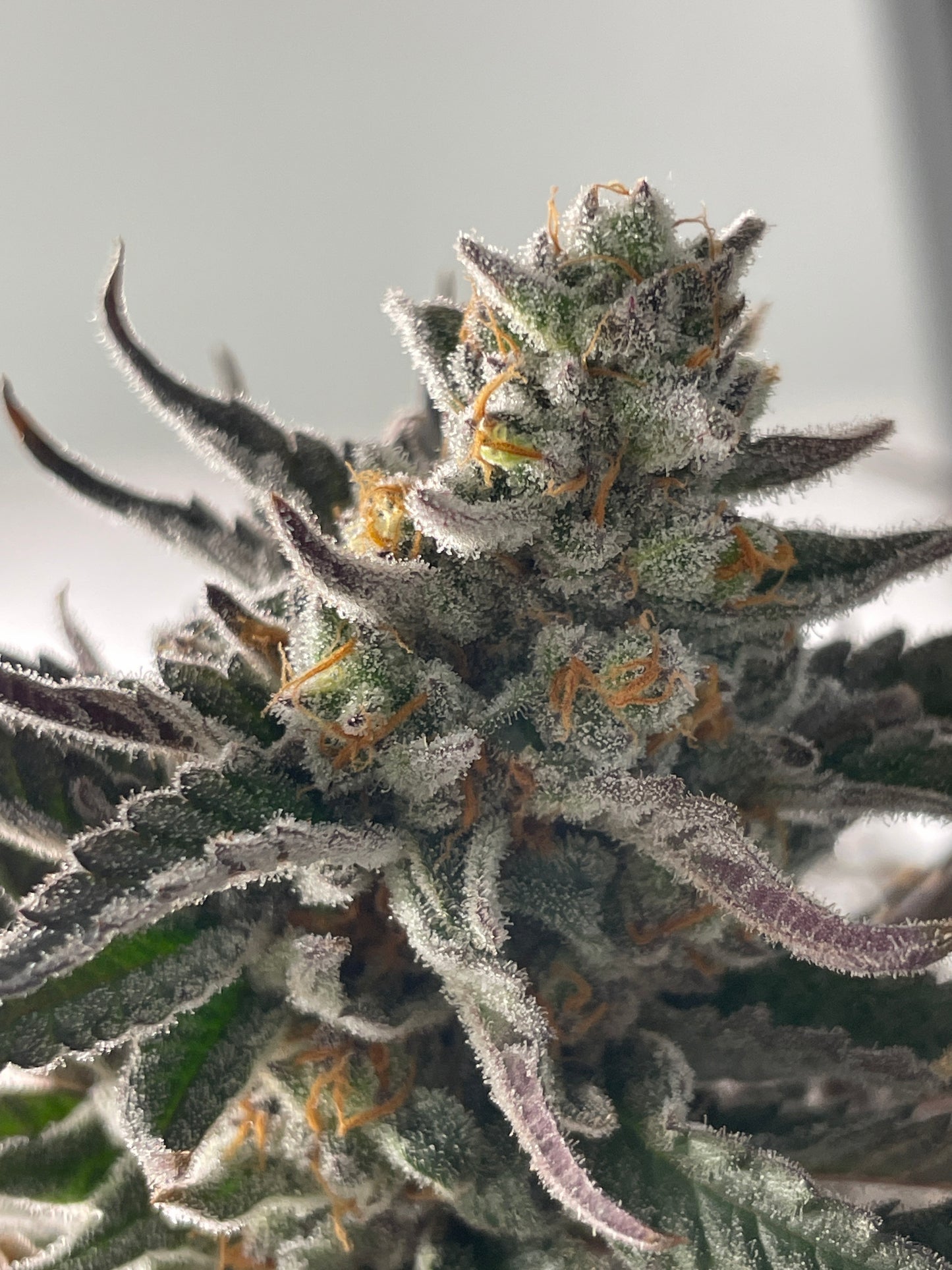 Ninety9 Moons f1  - Preserved from exceptional gardens