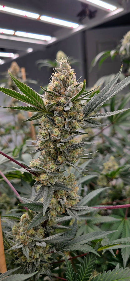 Chemical Moons - Preserved from exceptional gardens