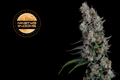 Ninety9 Moons f1  - Preserved from exceptional gardens