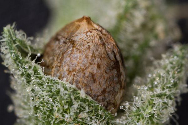 Fruit of the Moon f1